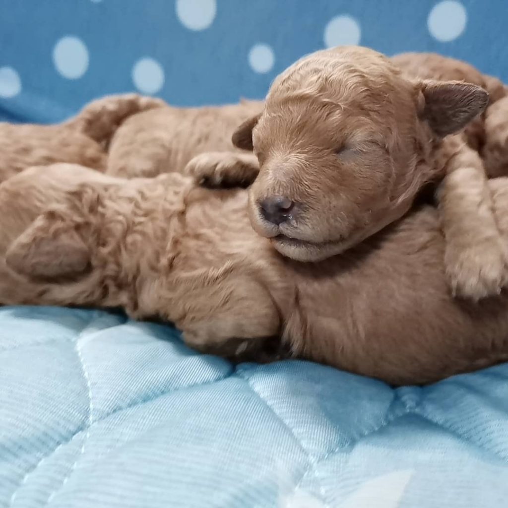 子犬達大きくなりましたー(๑✧◡✧๑)